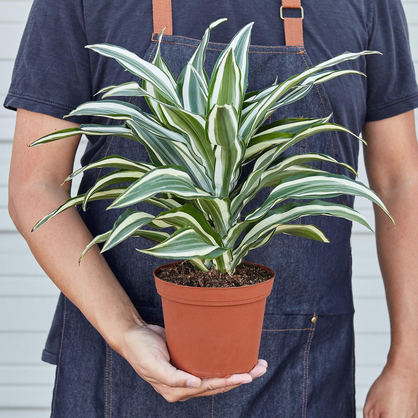 Dracaena 'Warneckii White Jewel' Plant