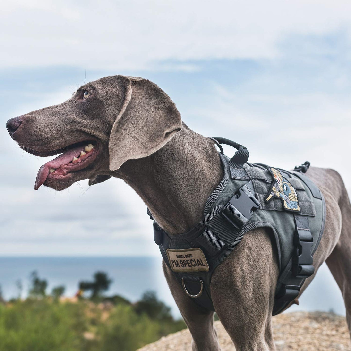 OneTigris Tactical Dog Harness - Fire Watcher Comfortable Patrol Vest (Black, Medium)