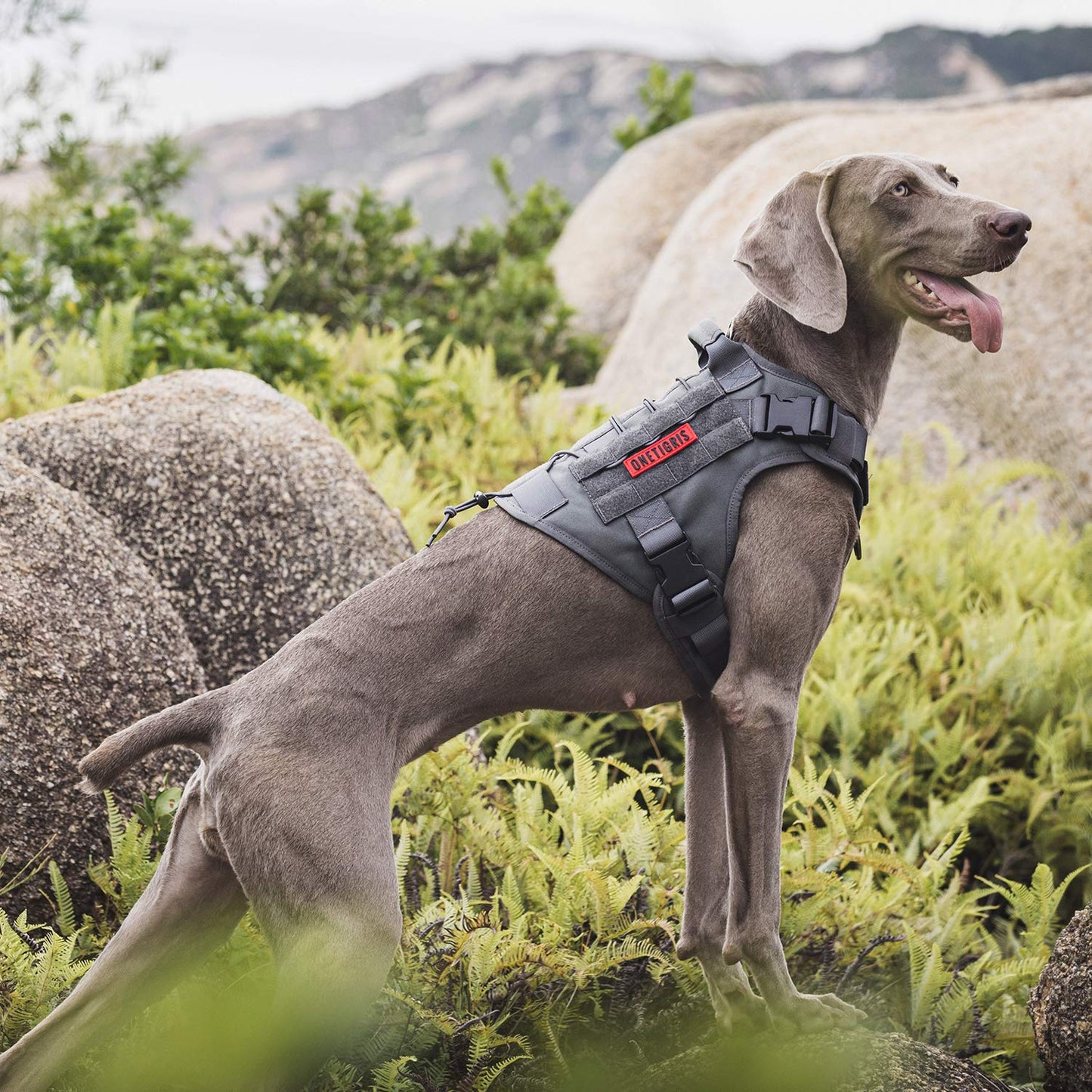 OneTigris Tactical Dog Harness - Fire Watcher Comfortable Patrol Vest (Black, Medium)