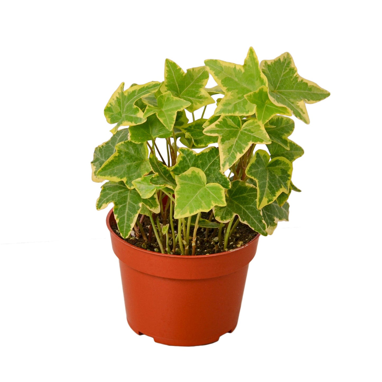 English Ivy 'Gold Child' Plant