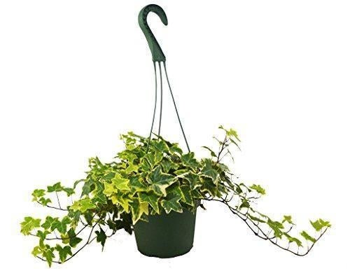 English Ivy 'Gold Child' Plant