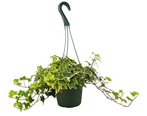 English Ivy 'Gold Child' Plant