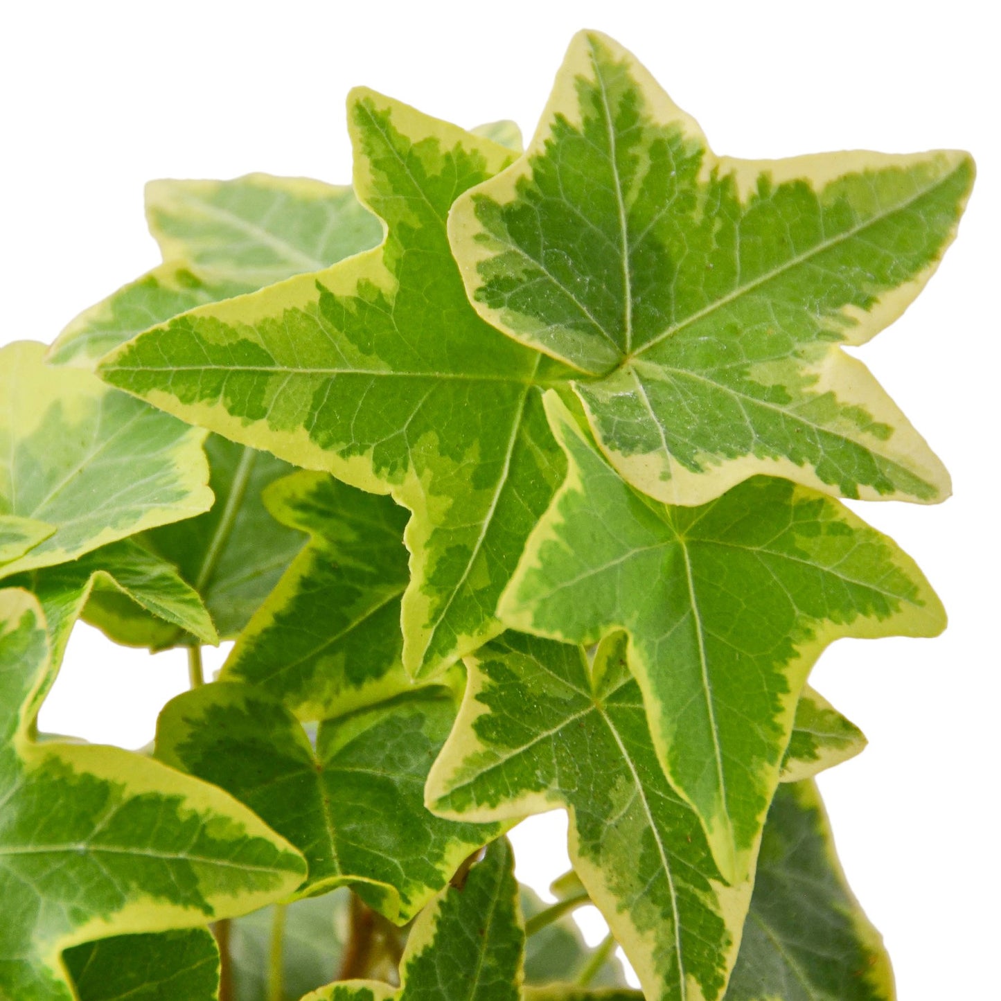 English Ivy 'Gold Child' Plant