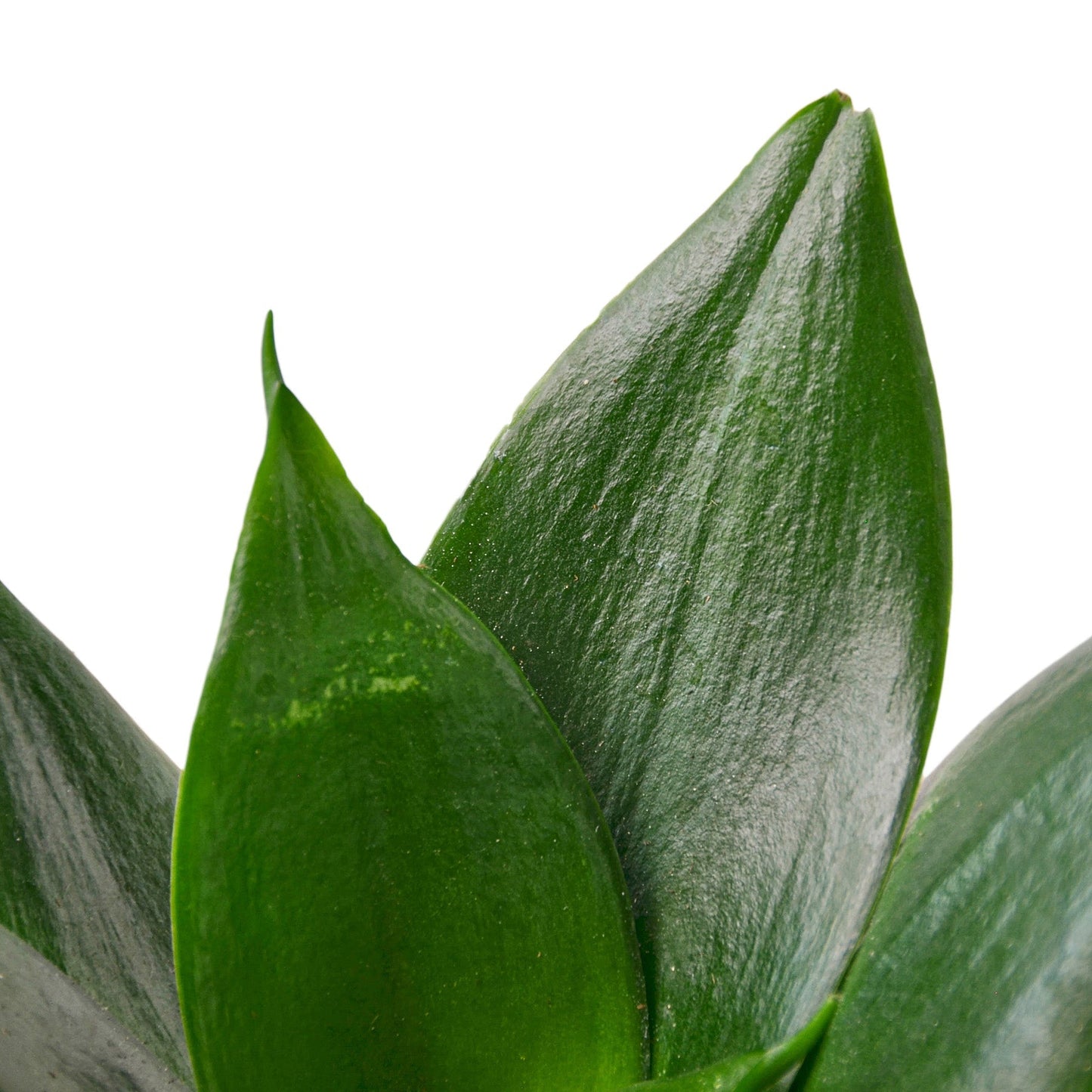 Snake Plant (Jade)