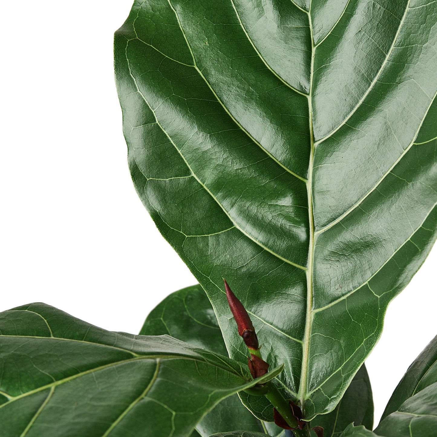 Ficus Lyrata 'Fiddle Leaf Fig' Plant