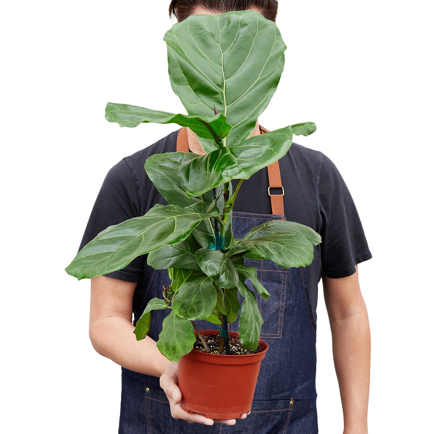 Ficus Lyrata 'Fiddle Leaf Fig' Plant