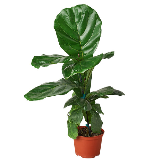 Ficus Lyrata 'Fiddle Leaf Fig' Plant