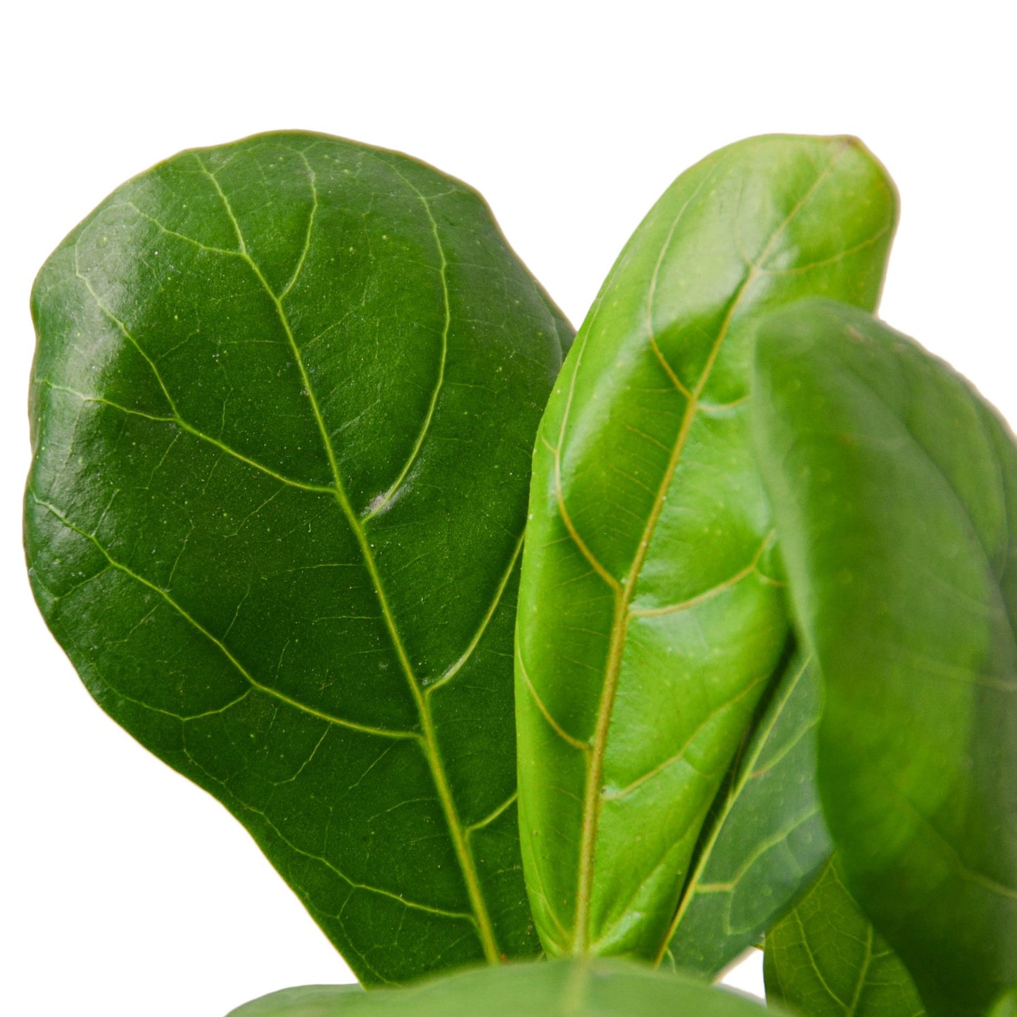 Ficus Lyrata 'Fiddle Leaf Fig' Plant