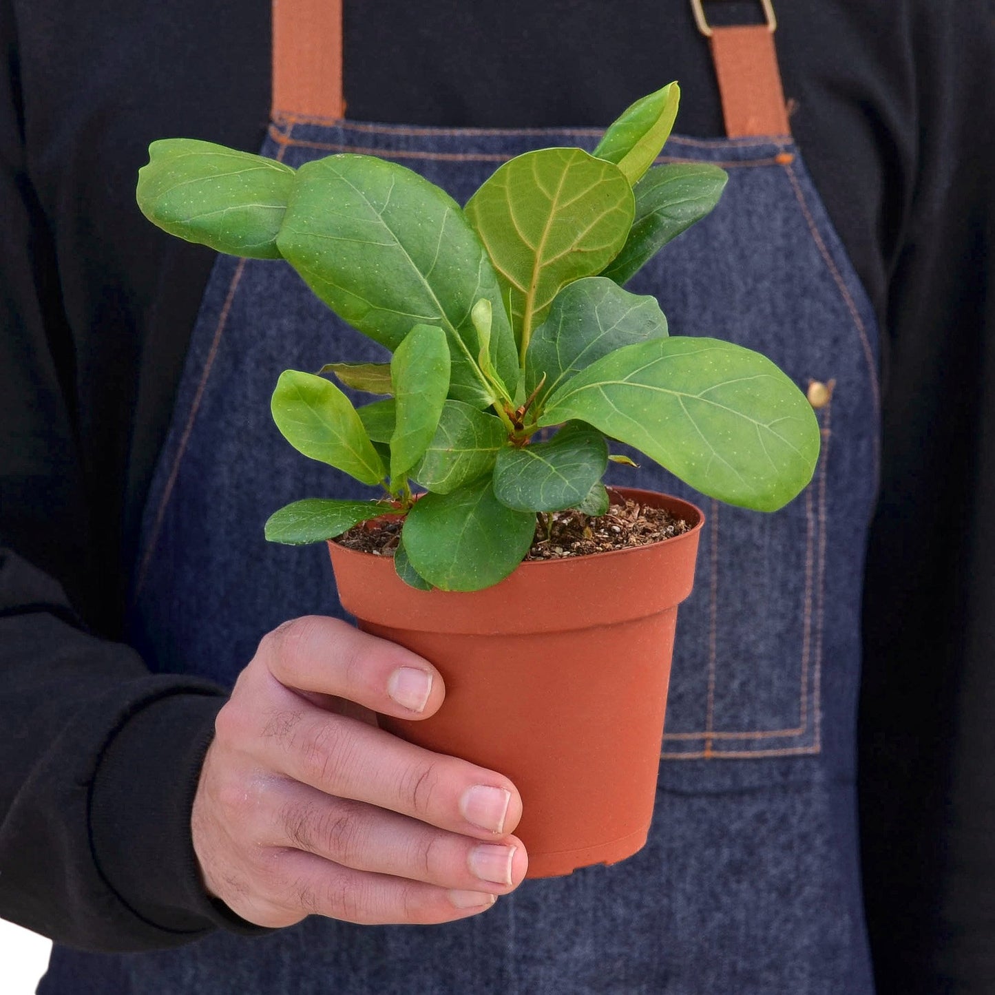 Ficus Lyrata 'Fiddle Leaf Fig' Plant