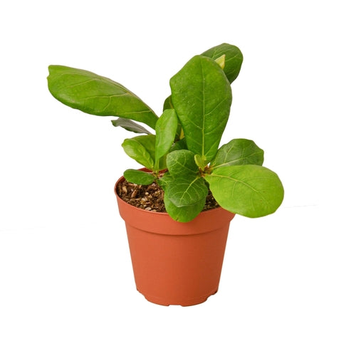 Ficus Lyrata 'Fiddle Leaf Fig' Plant